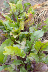 Growing beetroot and beets in the agricultural field