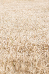 Growing wheat in the field and cloves
