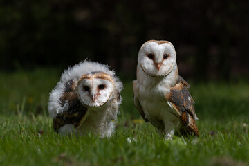 Barn owl (Tyto alba). Juvenile barn owl with one of the parents sitting togheter in Noord Brabant in the Netherlands.