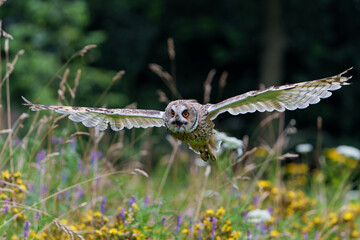 Beautiful long-eared owl (Asio otus) flying over an open spot in the forest of Noord Brabant in the Netherlands.      