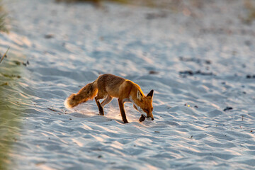 Strandfuchs Paula.