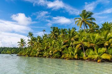 Palm tree grove right at the lagoon, Cocos (Keeling) Islands, Australian Indian Ocean Territory, Australia, Indian Ocean