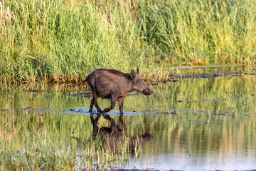 Wildschwein im Wasser.