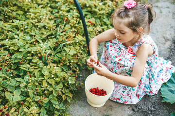 Preschooler girl in long dress picking up fresh organic strawberry in the garden