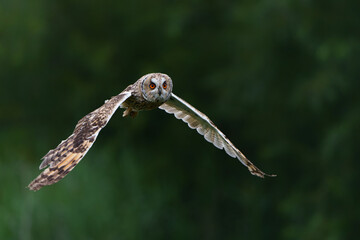 Beautiful long-eared owl (Asio otus) flying over an open spot in the forest of Noord Brabant in the Netherlands.      