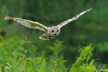 Beautiful long-eared owl (Asio otus) flying over an open spot in the forest of Noord Brabant in the Netherlands.      