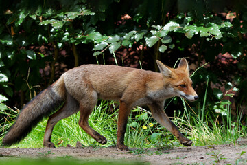 Young Red Fox (Vulpes vulpes) searching for food in the forest of Noord-Brabant in the Netherlands  