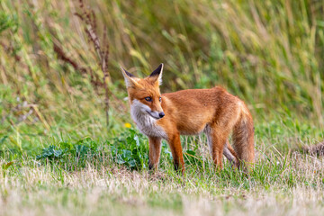 Junger Fuchs auf der Wiese.
