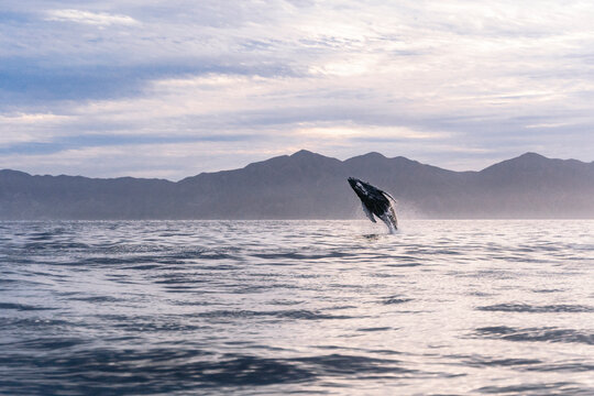 View of a Humpback whale jumping out of the water early in the morning near La Ventana coast, Baja California Sur, Mexico.