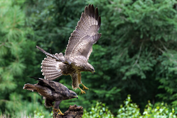Common Buzzard (Buteo buteo) attacks another common buzzard in the forest of Noord Brabant in the Netherlands.  Green forest background
