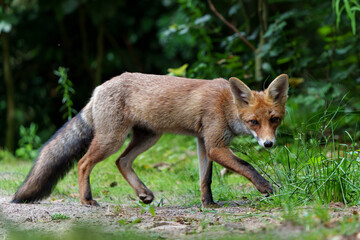 Young Red Fox (Vulpes vulpes) searching for food in the forest of Noord-Brabant in the Netherlands  