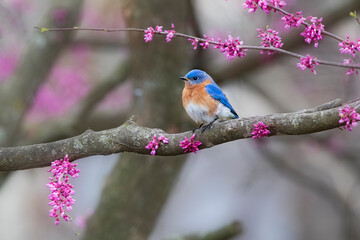 bluebird in redbud tree