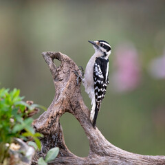woodpecker on tree