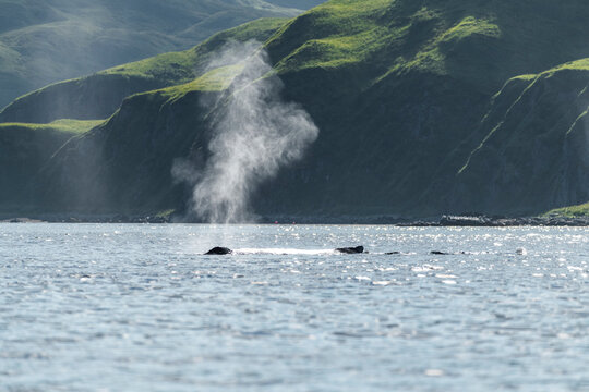 View of a whale tail in the sea of Unalaska bay, Unalaska, Alaska, United States.