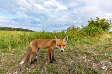 Fuchswelpe auf dem Deich.