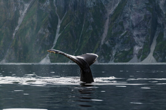 View of a whale tail in the sea of Unalaska bay, Unalaska, Alaska, United States.