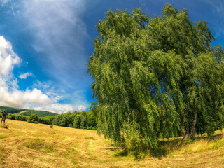 Birch tree in summer sunny day in mountains at blue sky background