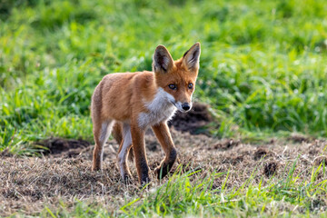 Junger Fuchs auf Wiese.