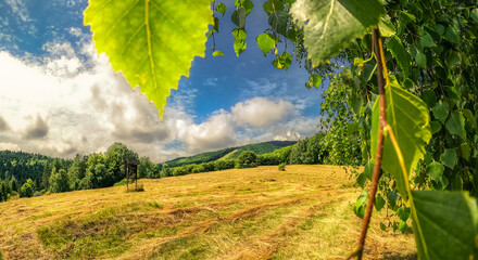 Cultivated field with cut hay in sunny summer day in Beskid Mountains, Poland
