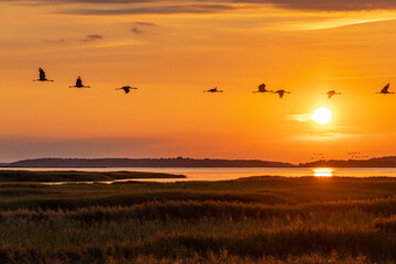 Kraniche zum Sonnenaufgang am Bodden vor Zingst.