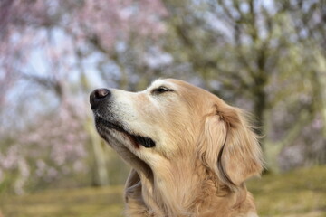 癒されてる愛犬