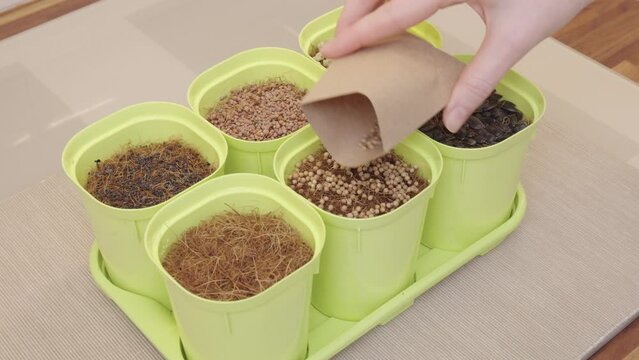 A woman sows microgreen seeds in pots. Gardening and planting at home