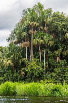 Aguaje palms by Lake Sandoval, Tambopata National Reserve, Puerto Maldonado, Madre de Dios, Peru