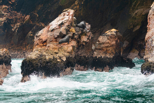 South American sea lions (Otaria flavescens) on rocks, Ballestas islands, Paracas, Peru