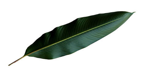 banana palm leaf isolated on transparent background