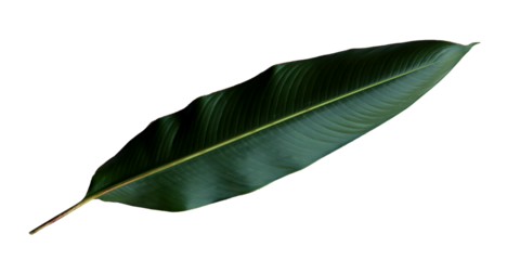 banana palm leaf isolated on transparent background