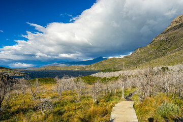 Wooden boardwalk leading to area of barren trees affected by fire, near Refugio Paine Grande, Torres del Paine National Park, Patagonia, Chile