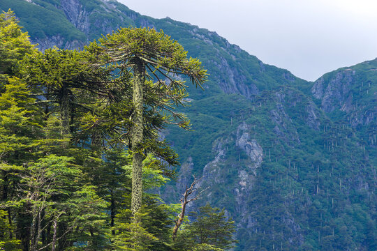 Monkey puzzle tree (Araucaria araucana), El Toro Lake, Huerquehue National Park, Pucon, Chile
