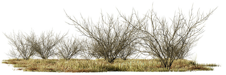 dry plants in the savanna, desert scene cut-out, isolated on transparent background banner