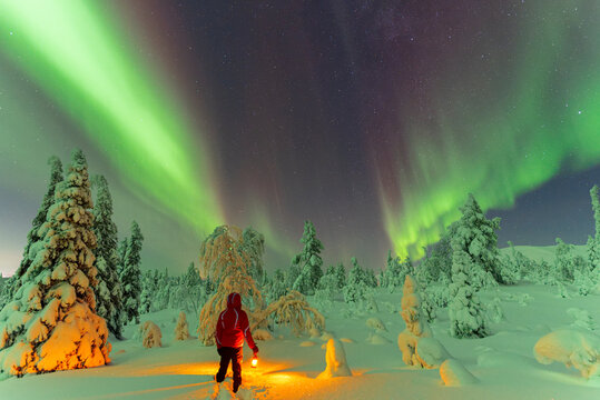 Hiker with lantern standing in the snow in the frozen wood admiring Northern Lights (Aurora Borealis), Pallas-Yllastunturi National Park, Muonio, Lapland, Finland