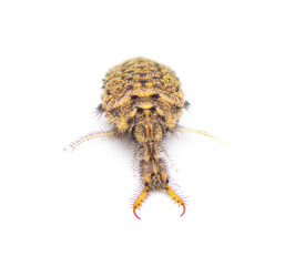 ant lion - larval form possibly myrmeleon immaculatus - close up macro isolated on white background