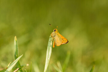 fiery skipper butterfly on a blade of grass found during summer in Adelaide, South Australia
