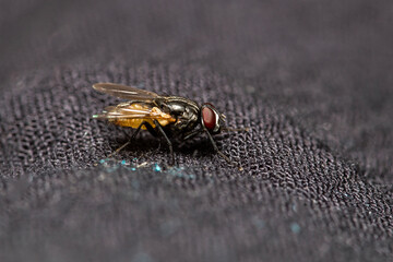 closeup of a housefly on a black cloth