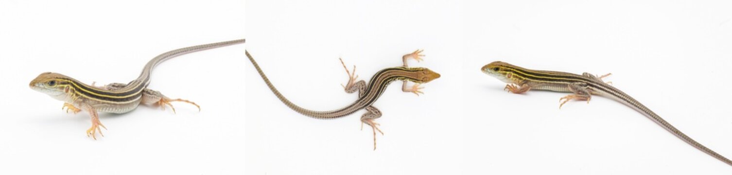six lined racerunner lizard - Aspidoscelis sexlineatus - three views isolated on white background. They thrive in hot arid Sandy well drained habitat. Florida example