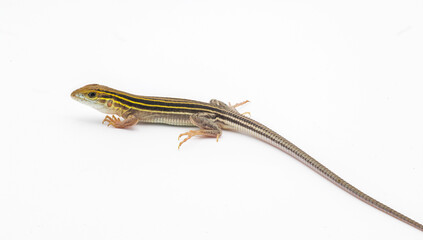 six lined racerunner lizard - Aspidoscelis sexlineatus - side profile view isolated on white background. They thrive in hot arid Sandy well drained habitat. Florida example
