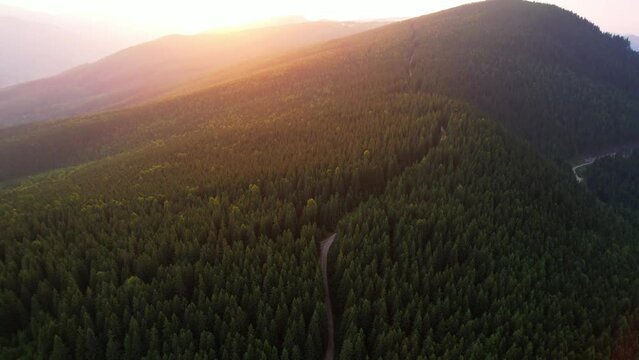 Video footage of alpine coniferous forest with green trees and mountain road or pathway. Beautiful landscape of conifer woods in lush green woodland with hiking path, hills and bright morning sun.