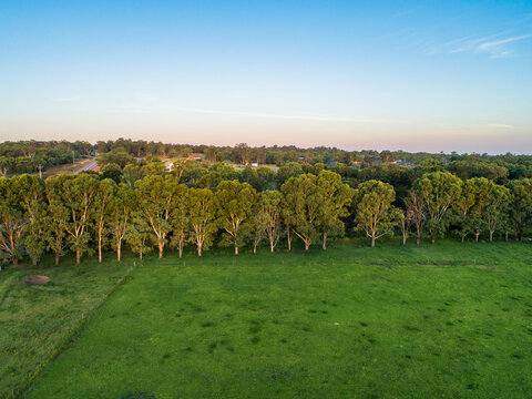 Row of eucalyptus trees beside paddock with river and dusk sky behind