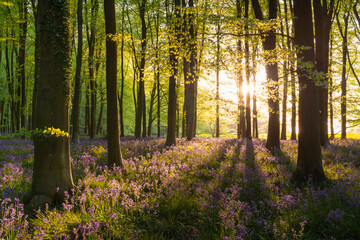 Evening sunshine streaming into a bluebell woodland in spring, West Woods, Wiltshire
