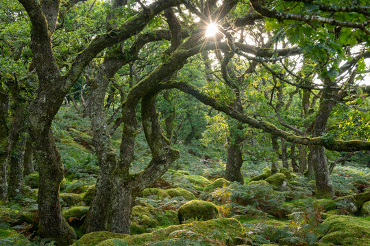 Summer morning sun rising through Black a Tor Copse in Dartmoor National Park, Devon