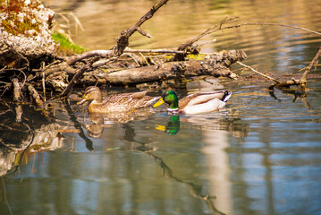 A pair of mallard dicks swim in a pond.