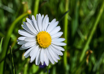 Obraz premium daisy in the grass