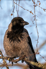 Hooded Crow (Corvus cornix) Portrait with some Fiber in its Beak