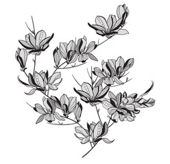 lace flower magnolia, bouquet, vector illustration