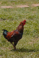 brown rooster in profile