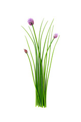 Fresh organic green chives, raw aromatic garden herbs, with their purple flowers Isolated against a transparent background.