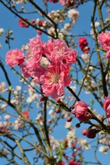青空に映えるハナモモ（花桃）源平桃